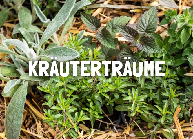 Bio-Kräuterpflanzen kaufen